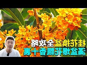 月桂 桂花